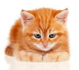 Red kitten