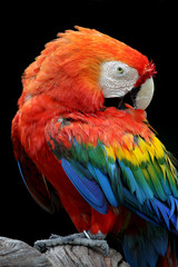 Red Macaw perched on a tree with black background