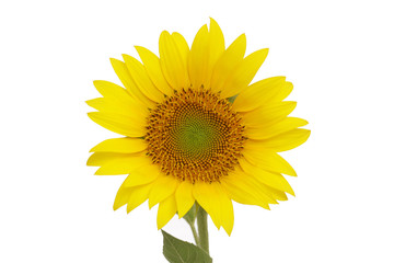 Naklejka premium Sonnenblume isoliert