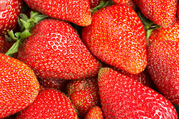 Red Strawberries freshly picked