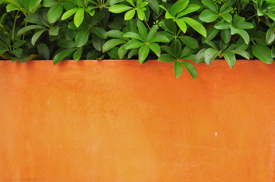 Orange Wall Texture And Green Plant