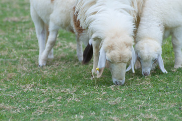 Obraz premium Little lamb eating grass on beautiful green glass field