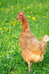 Red Chicken in the Garden