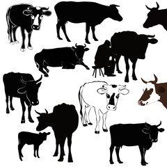 Cow a calf animals it is isolated on a white background
