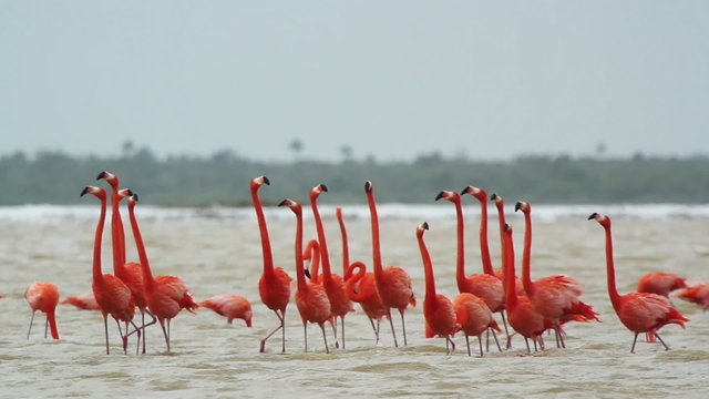 pink flamingos in the salt lagoons, ria largartos, mexico
