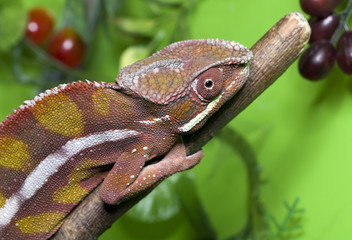 Chameleon red