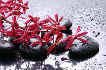 Naklejki  Still life –blossom with zen stone