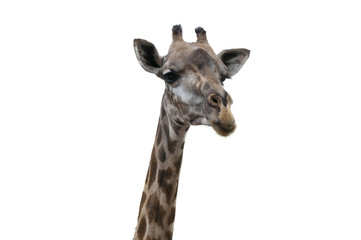 Close up of a Giraffe