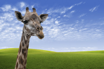 Naklejka premium Close up of a Giraffe