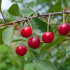 Sauerkirschen - Prunus cerasus
