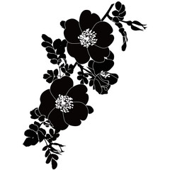 rose dogrose flowers it is isolated a holiday