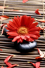 Red flower with petals in the spa