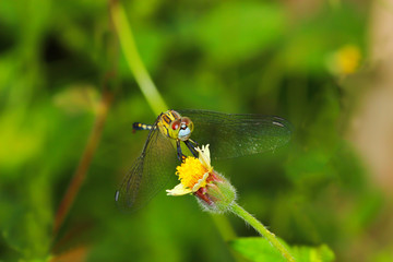 dragonfly outdoor