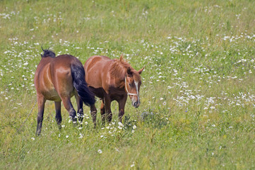 Obraz premium Two horses in a meadow