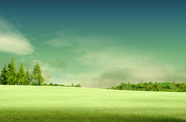 Spring landscape with forrest, tree,green grass and field backgr