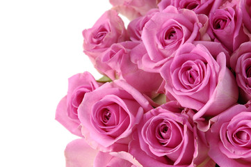 Fototapeta na wymiar Bright pink roses on white