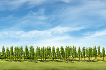 field landscape with trees