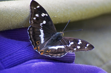 A large dark butterfly