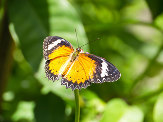 Naklejka premium Butterfly in garden