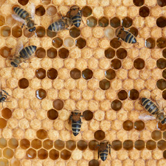 Honeycomb and bees