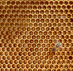 Honeycomb and bees