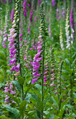Common Foxgloves