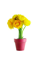 Yellow flower in pot
