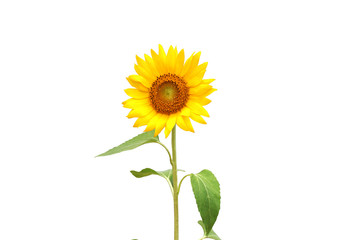 Obraz premium sunflower