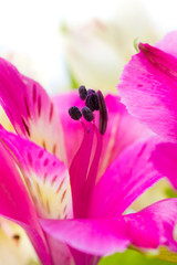 alstroemeria, beauty pink flower stamen - macro