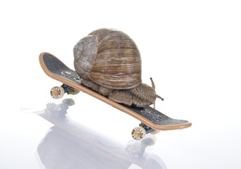 Schnelle Schnecke