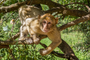 Macaque dans les arbres