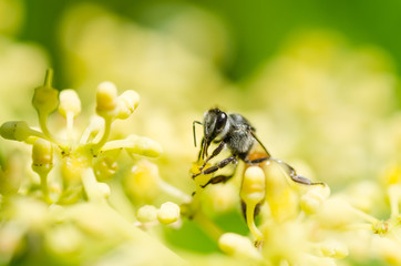 bee macro in green nature