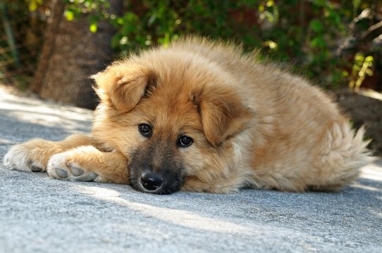 Cane Akita Inu