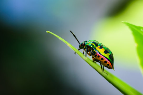 Jewel bug