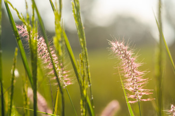 Rice field