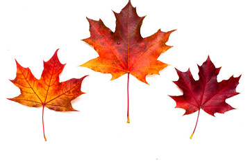 autumn maple leaves