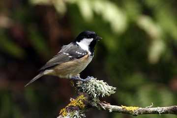 Fototapeta premium Coal tit