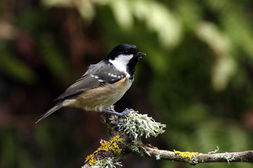 Coal tit