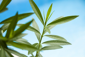 Green leaves, water on the background