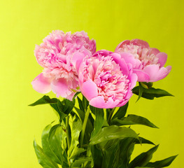 Three pink peonies on green background
