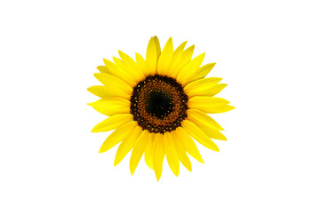 sun flower isolated on white background