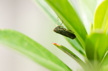Aphid insect in green nature