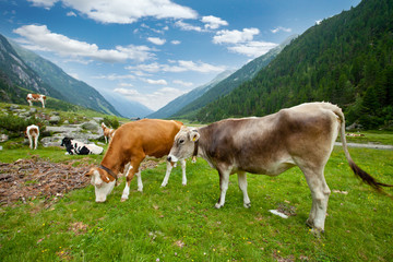 Fototapeta na wymiar Stado krów w Alpine Valley