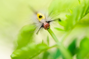 worm in green nature