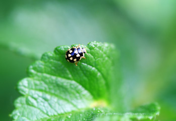 Ladybug on a leaf