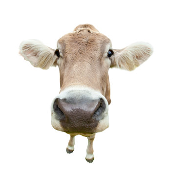 Funny cow head isolated on white background