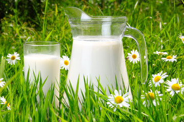 Jug and glass of milk over green grass