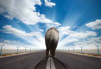 Naklejka premium Elephant on asphalt road