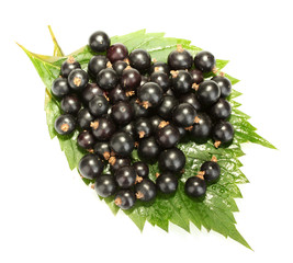 Fresh black currant isolated on white