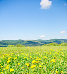 Yellow dandelions in the mountains in the spring
